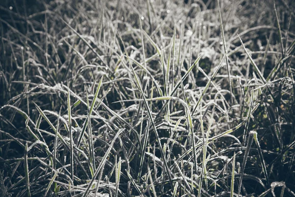 Close up photo of frosty morning grass, chilling morning. Retro — Stock Photo, Image