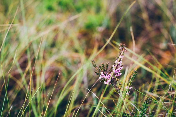 Nahaufnahme von schönem grünen Gras mit unscharfem Hintergrund. Retro-Gra — Stockfoto