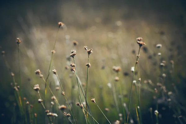 Primer plano de hermosa hierba verde con fondo borroso. Retro gra — Foto de Stock