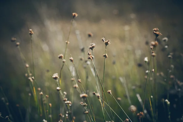 Penutupan rumput hijau yang indah dengan latar belakang kabur. Retro gra — Stok Foto
