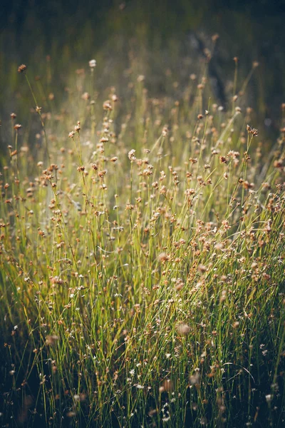 Close-up van prachtige groen gras met achtergrond wazig. Retro gra — Stockfoto