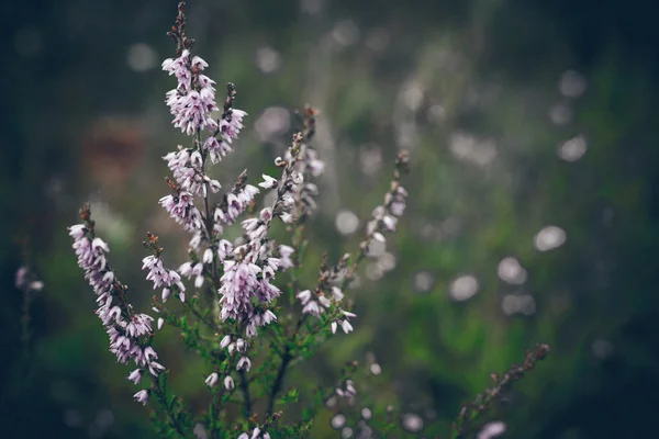 Closeup of beautiful green plants with blur background. Retro gr — Stock Photo, Image