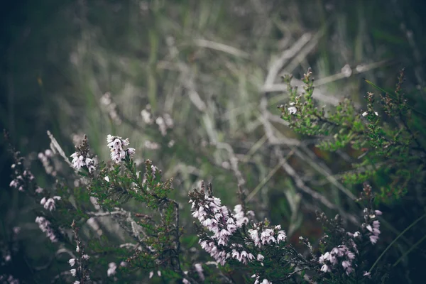 Primer plano de hermosas plantas verdes con fondo borroso. Retro gr —  Fotos de Stock