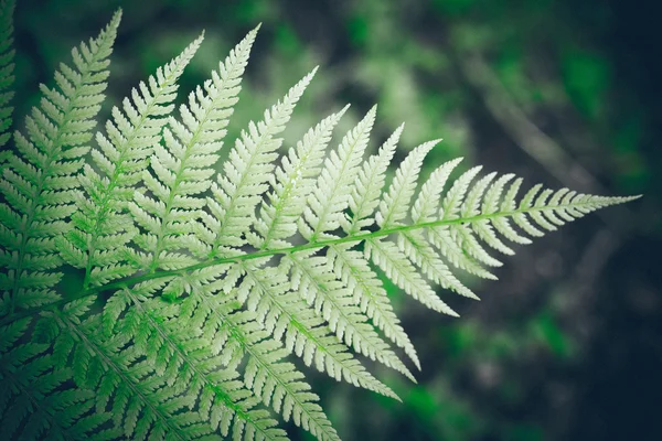 Close-up de belas plantas verdes com fundo borrão. Retro gr — Fotografia de Stock