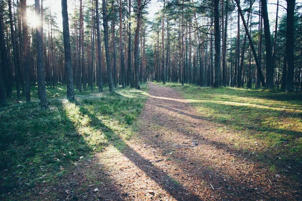 Осінній кольоровий туристичний шлях у лісі. Ретро-сіра плівка туалет — стокове фото