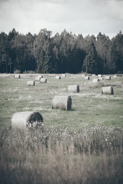 Rullar av hö i grönt fält. Retro kornig film look. — Stockfoto