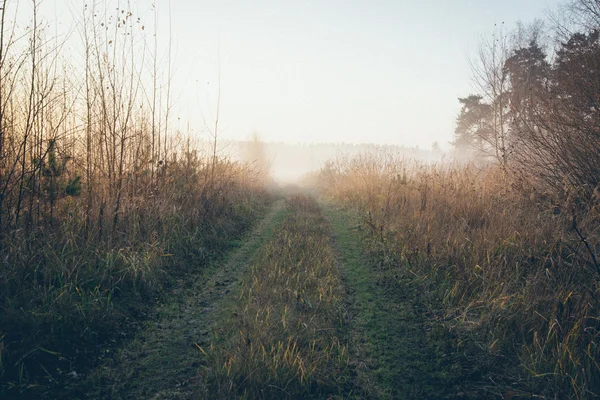 Mooie mistige weiland in de ochtend vorst. Retro korrelige film l — Stockfoto