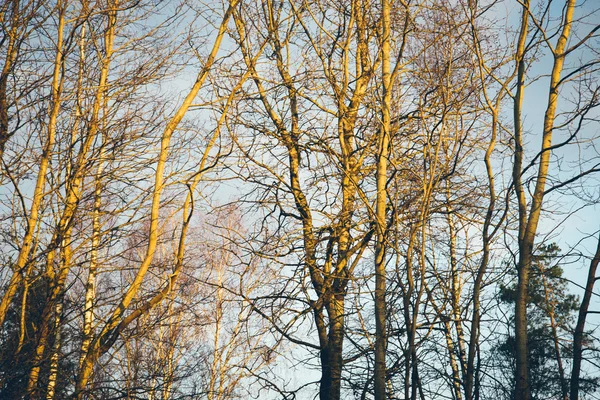 Rami di alberi nebbiosi alla luce del sole. Aspetto del film retrò granulare . — Foto Stock