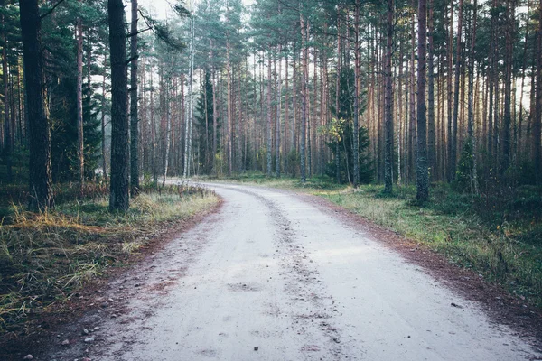 Belle travi di luce nella foresta attraverso gli alberi. Film retrò granuloso — Foto Stock