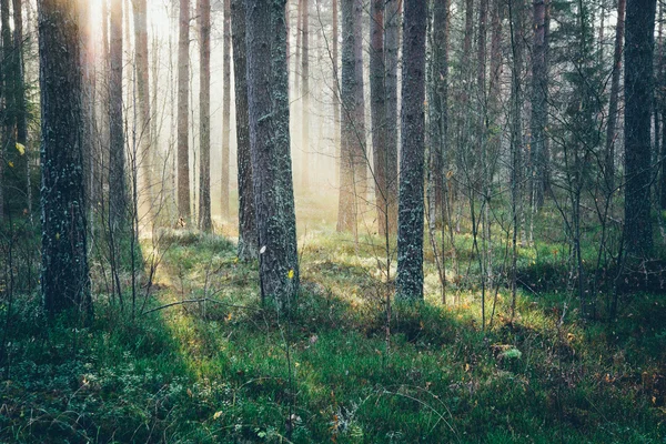 Belos raios de luz na floresta através de árvores. Filme retrô granulado — Fotografia de Stock