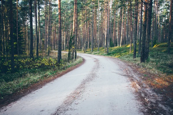 Beautiful light beams in forest through trees. Retro grainy film — Stock Photo, Image