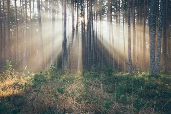 Piękny wiązki światła w lesie drzew. Retro ziarnisty film — Zdjęcie stockowe