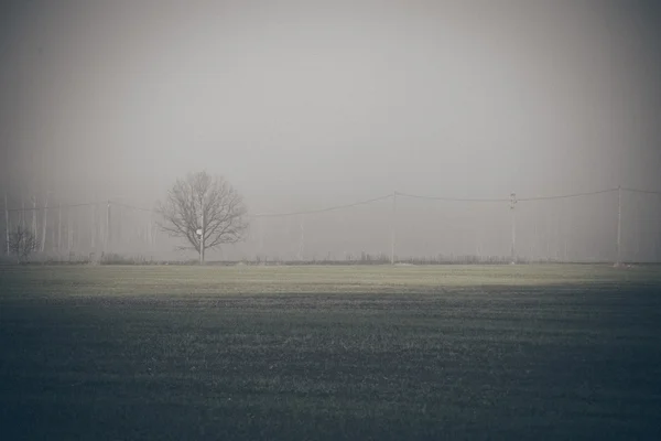 Krásné zelené louce hustá mlha. Vzhled retro zrnitý film. — Stock fotografie