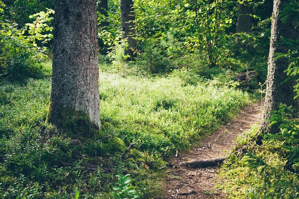 Malebná a krásná turistické stezky v lese u řeky. Ret — Stock fotografie