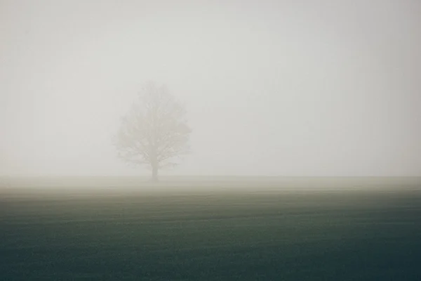 美丽的绿色草原，在大雾中。复古木纹电影来看. — 图库照片