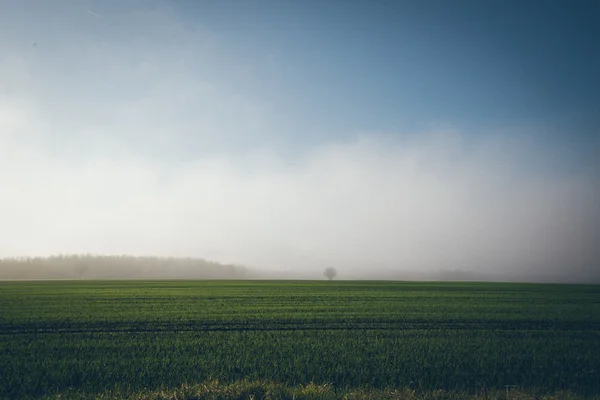 Красивый зеленый луг в густом тумане. Ретро-зернистый фильм . — стоковое фото