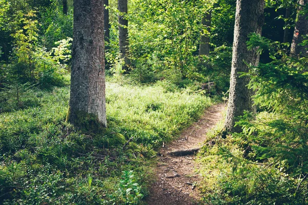 Landschaftlich reizvoller und schöner Wanderweg in den Wäldern in Flussnähe. ret — Stockfoto