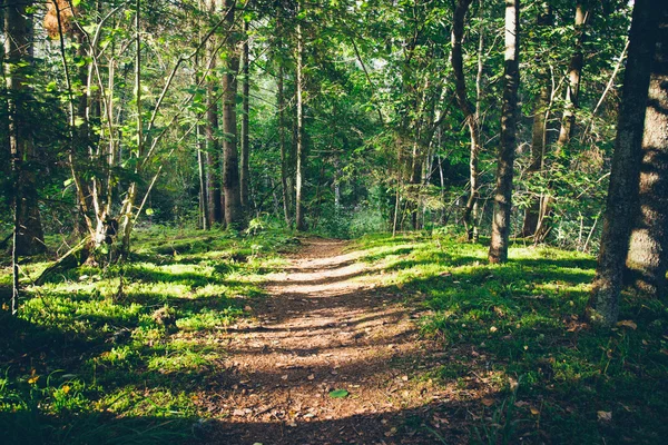 Látványos és szép turisztikai trail az erdőben-folyó közelében. RET — Stock Fotó