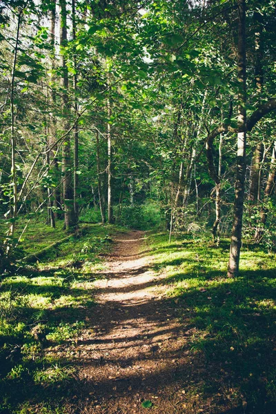 Landschaftlich reizvoller und schöner Wanderweg in den Wäldern in Flussnähe. ret — Stockfoto