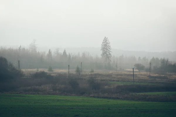 Schöne grüne Wiese im dichten Nebel. Retro körniger Film-Look. — Stockfoto
