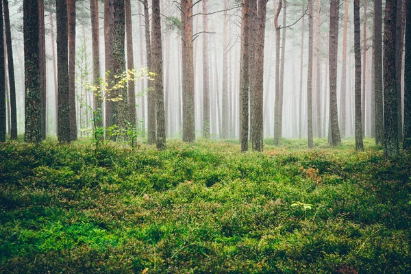 Туманное утро в лесу. Ретро-зернистый фильм . — стоковое фото