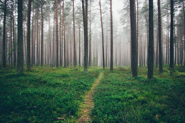 Mistige ochtend in het bos. Retro korrelig film kijken. — Stockfoto