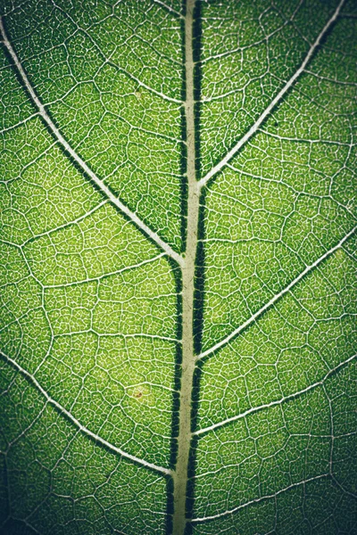 녹색의 잎 매크로 패턴입니다. 레트로 거친 영화 보기. — 스톡 사진