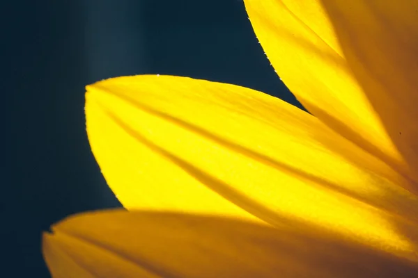 Mooie defocus vervagen achtergrond met inschrijving bloemen. Retro gra — Stockfoto