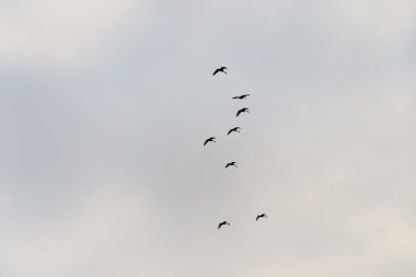 kış gökyüzündeki kuşlar