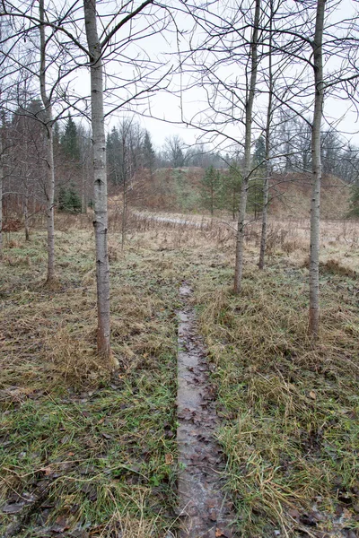 Paysage rural glacé avec des arbres et des terres — Photo