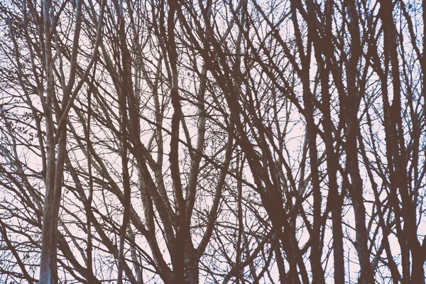 Крижаний сільський пейзаж з деревами і землею. ретро вінтажний полороїд — стокове фото