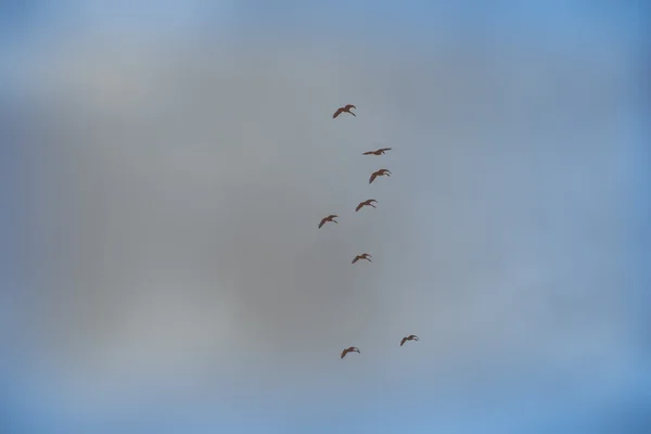 Kış gökyüzündeki kuşlar. Retro vintage polaroid etkisi — Stok fotoğraf