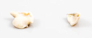 Deniz kabuğu üzerinde beyaz izole parçası