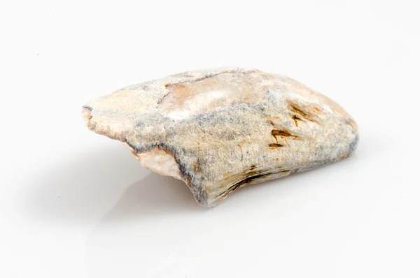 Pedaço de concha isolado em branco — Fotografia de Stock
