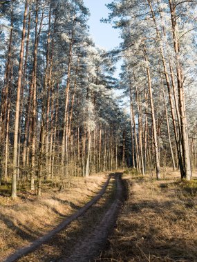 sabah güneş ışınları ile orman yolu