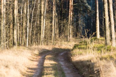 sabah güneş ışınları ile orman yolu