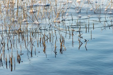 Yansımaları ve çimen ile orman göl