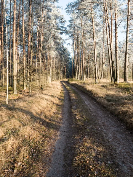 Лісова дорога з сонячними променями вранці — стокове фото
