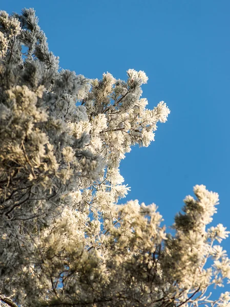 Kerstmis achtergrond van besneeuwde bos, berijpte boomtoppen op sky — Stockfoto