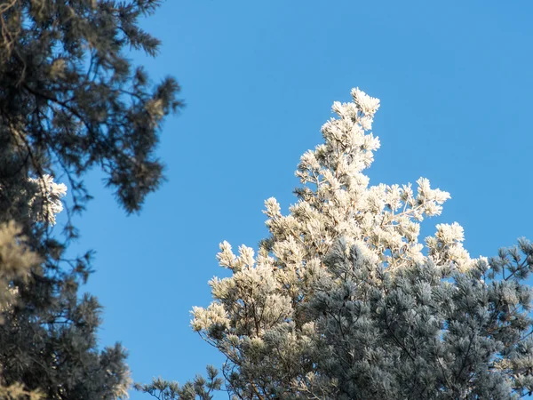Kerstmis achtergrond van besneeuwde bos, berijpte boomtoppen op sky — Stockfoto