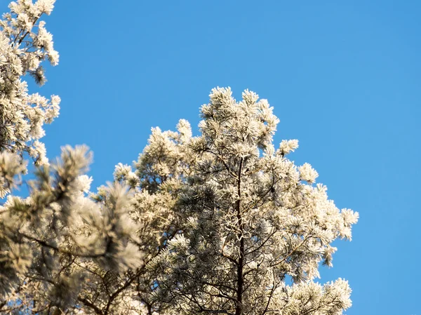 Kerstmis achtergrond van besneeuwde bos, berijpte boomtoppen op sky — Stockfoto