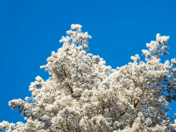 Kerstmis achtergrond van besneeuwde bos, berijpte boomtoppen op sky — Stockfoto