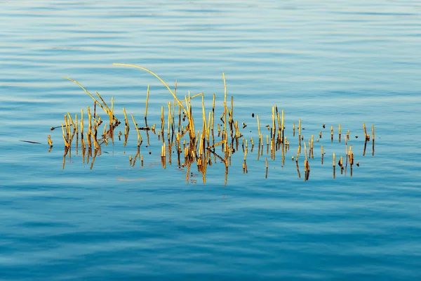 Lago Bosque con reflejos y brizna de hierba — Foto de Stock