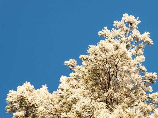 Kerstmis achtergrond van besneeuwde bos, berijpte boomtoppen op sky — Stockfoto