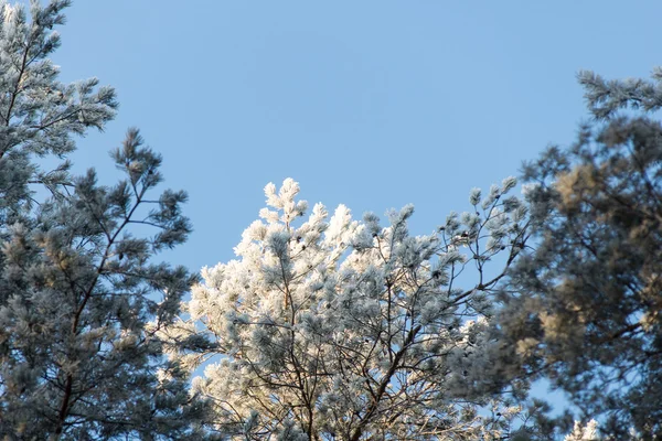 눈 덮인 숲, 하늘에 서 리 낀된 나무 꼭대기의 크리스마스 배경 — 스톡 사진