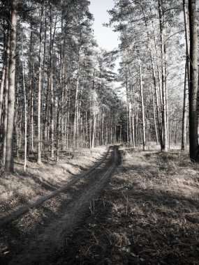 sabah güneş ışınları ile orman yolu. Vintage