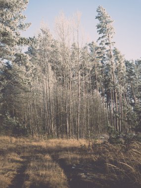 sabah güneş ışınları ile orman yolu. Vintage