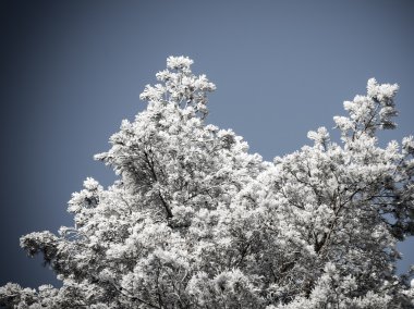 Noel arka plan karlı ormanı, gökyüzü buzlu ağaç başında. 