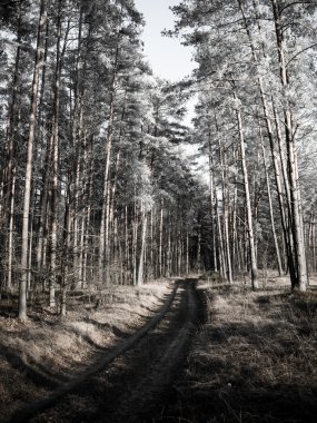 sabah güneş ışınları ile orman yolu. Vintage