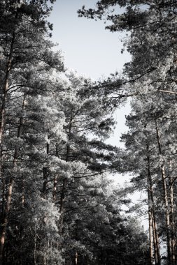 sabah güneş ışınları ile orman yolu. Vintage